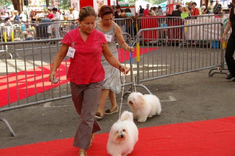 CH. Flower des petits lutins blancs - 3ème Excellent