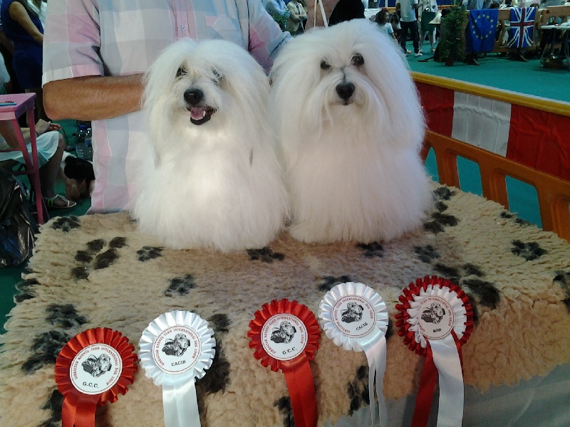 CH. Flower des petits lutins blancs - 2ème Very Good