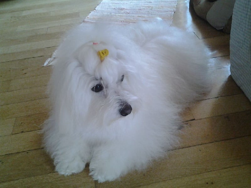 CH. Flower des petits lutins blancs - 1ER EXC RCACS