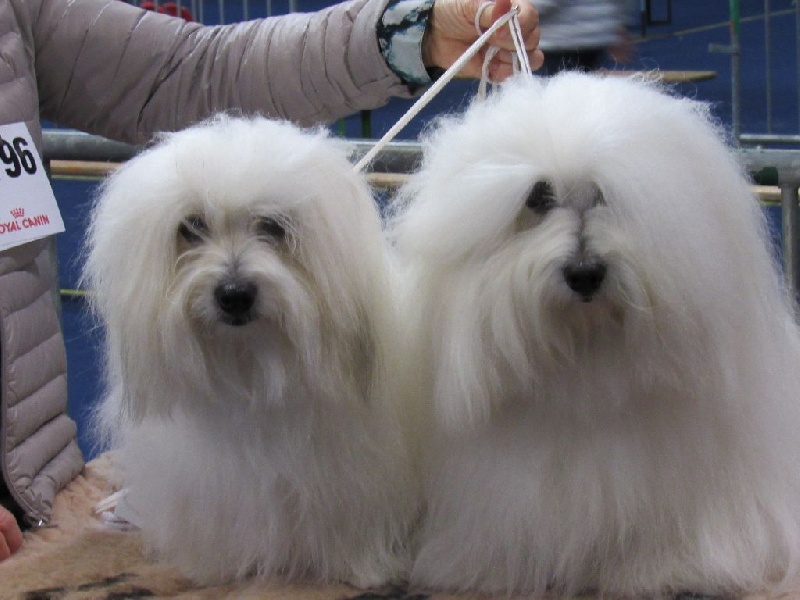 CH. Flower des petits lutins blancs - 1ère Exc CACS MEILLEUR SEXE OPPOSEE