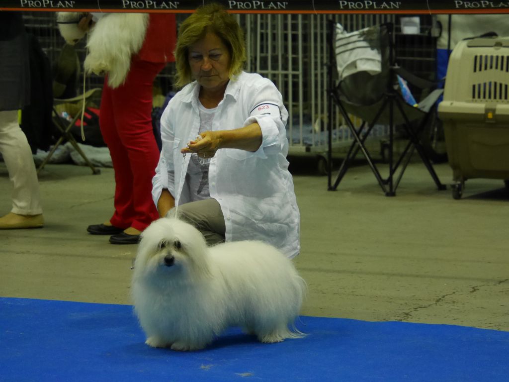 CH. Flower des petits lutins blancs - 1ER EXCELLENT