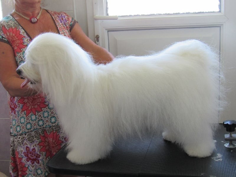 CH. Flower des petits lutins blancs - CACA R/CACIB