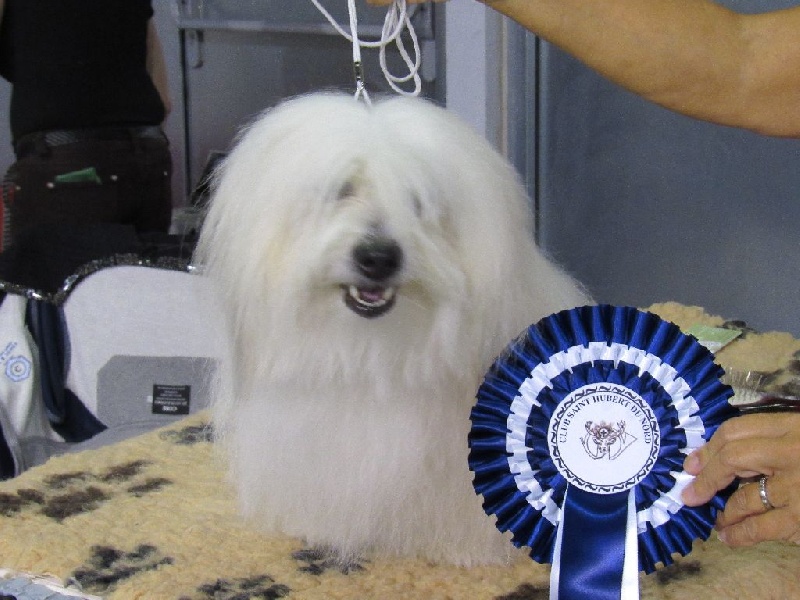 CH. Flower des petits lutins blancs - 3ème excellent