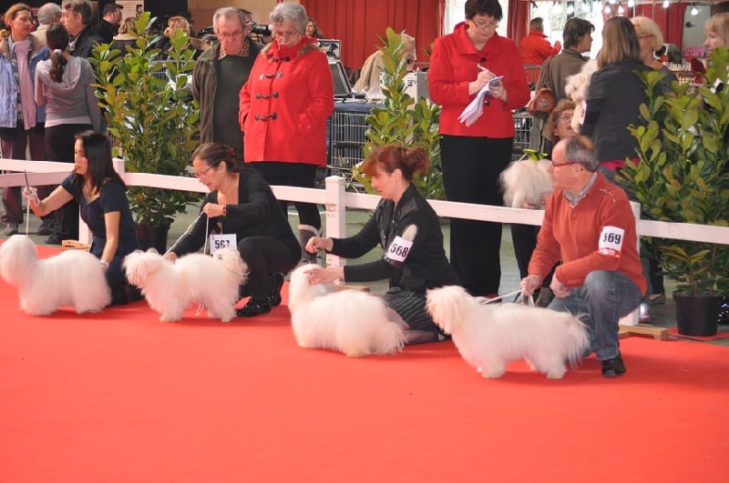 CH. Flower des petits lutins blancs - 1ère EXE CACS