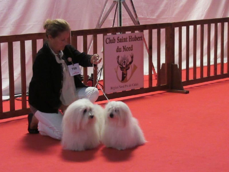 CH. Flower des petits lutins blancs - 3ème excellent