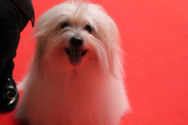 CH. Flower des petits lutins blancs - 1ère TB