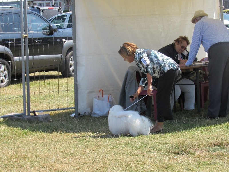 CH. Flower des petits lutins blancs - 1ère Exc CACS Meilleur du sexe opposé
