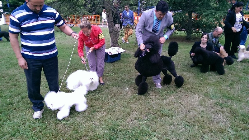 CH. Flower des petits lutins blancs - 1er Exc CAC CACIB