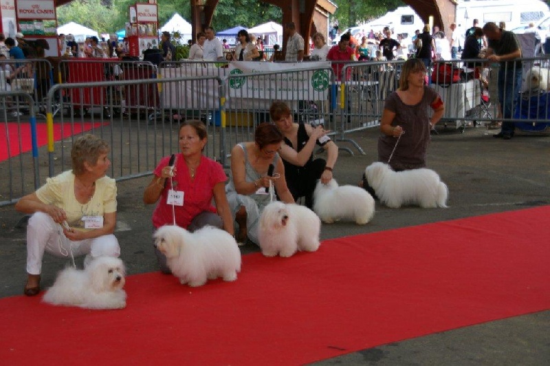 CH. Flower des petits lutins blancs - TB