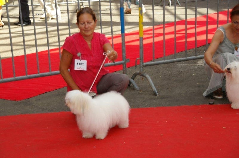 CH. Flower des petits lutins blancs - EXELLENT
