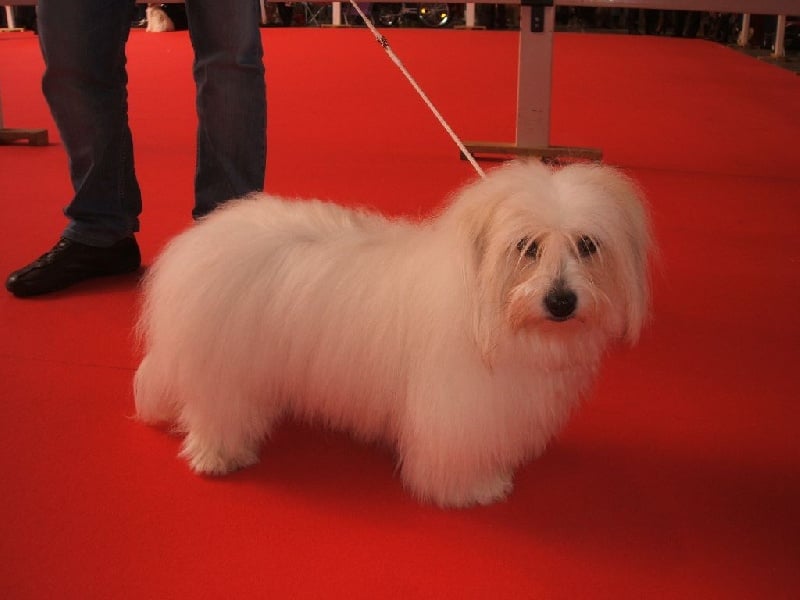 CH. Flower des petits lutins blancs - 2ème RCACS