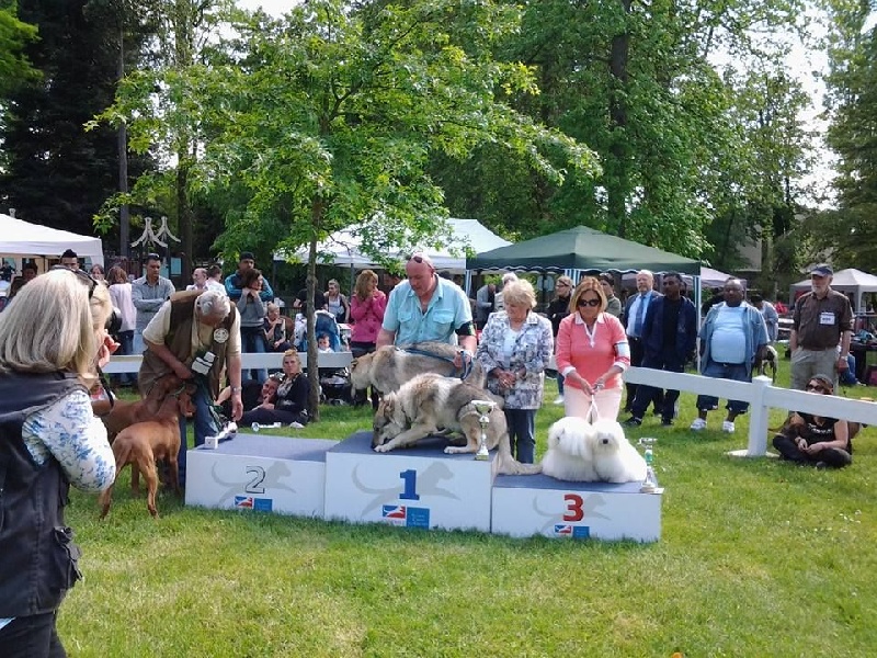 CH. Flower des petits lutins blancs - 1ere RCACS en couple 2eme BIS