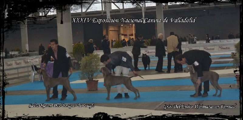 Sabu karen el Bosque de Lugh - 3rd MB Puppy Class