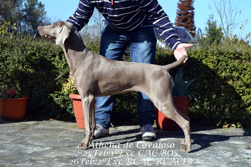 Athena de covaloso - 1EXC CAC