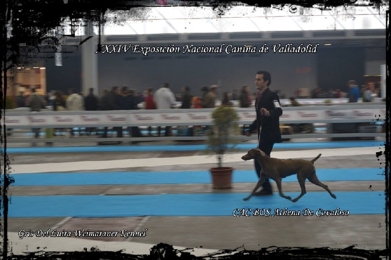 Athena de covaloso - 1st EXC CAC BOS