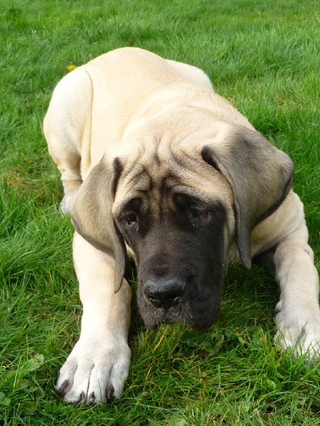 CH. Ké-guevara La Vallée Des Mountches