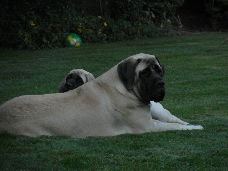 CH. Ké-guevara La Vallée Des Mountches