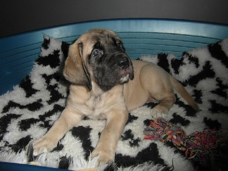 CH. Ké-guevara La Vallée Des Mountches