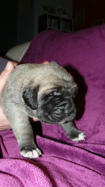 CH. Ké-guevara La Vallée Des Mountches