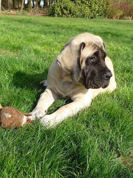 CH. Ké-guevara La Vallée Des Mountches