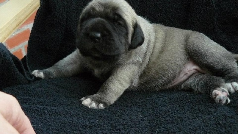 CH. Ké-guevara La Vallée Des Mountches