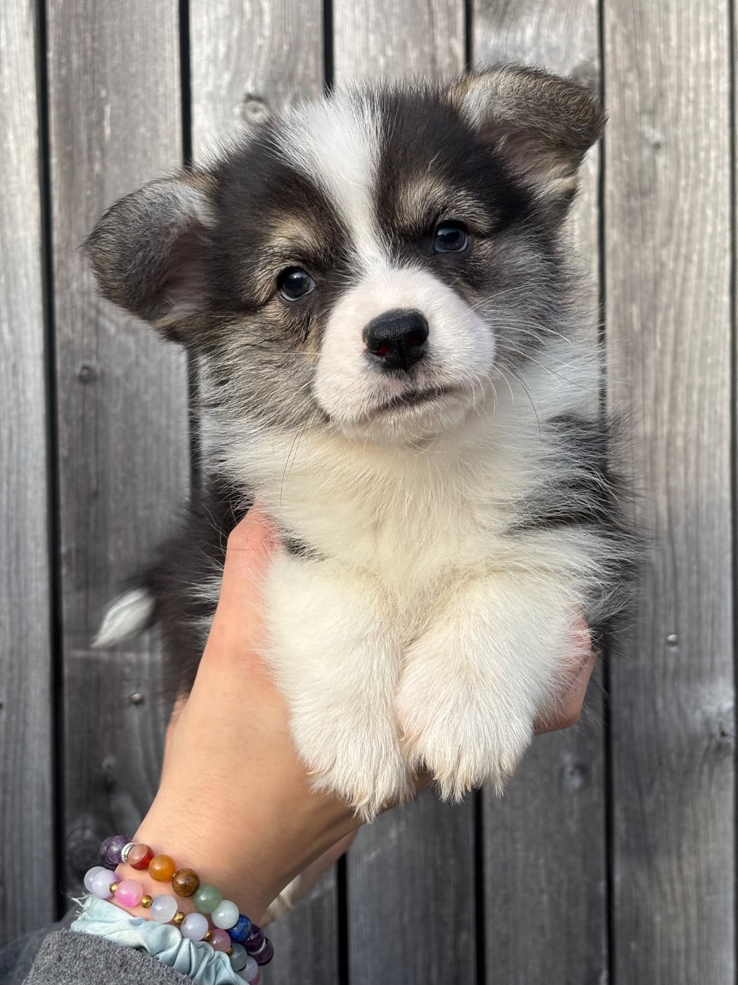 Welsh Corgi Pembroke - Des Terres De Beaulieu