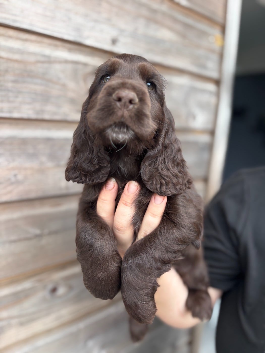 Cocker Spaniel Anglais - Des Terres De Beaulieu