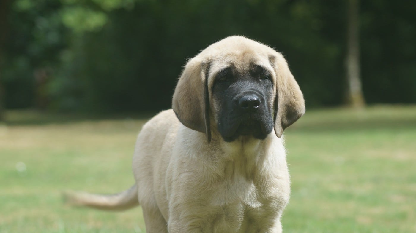 Mastiff - Des Terres De Beaulieu