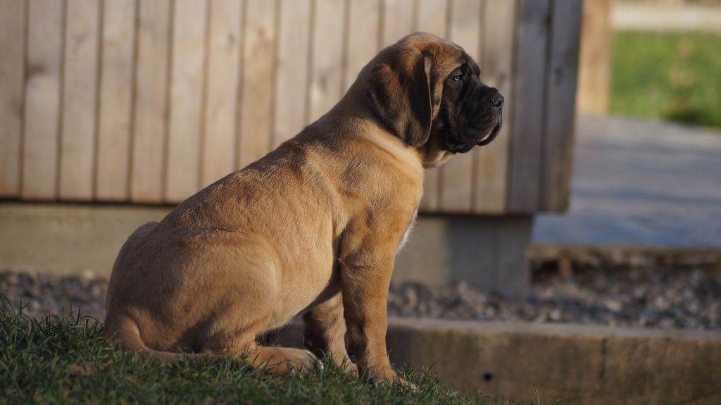 mastiff