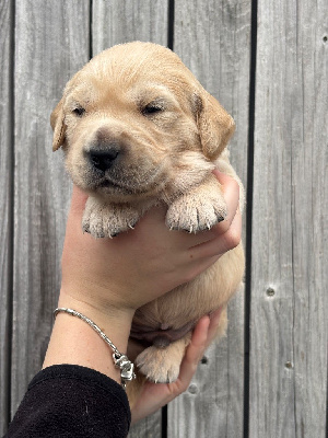 Les chiots de Golden Retriever