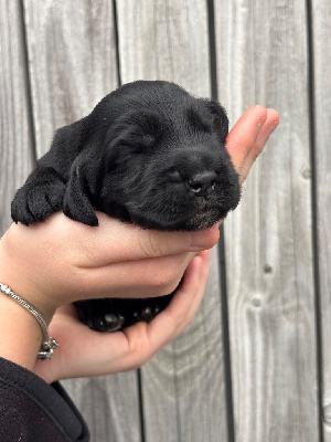 Les chiots de Cocker Spaniel Anglais