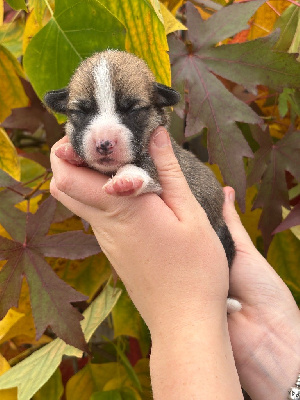 Les chiots de Welsh Corgi Pembroke