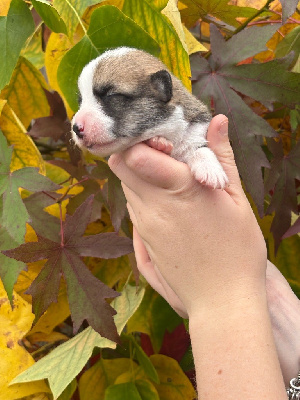 Les chiots de Welsh Corgi Pembroke