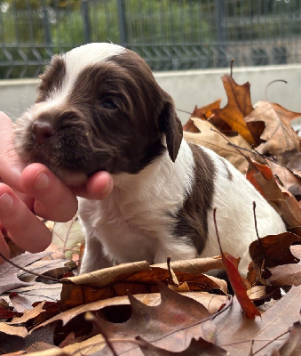 Les chiots de English Springer Spaniel