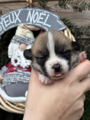Les chiots de Welsh Corgi Pembroke