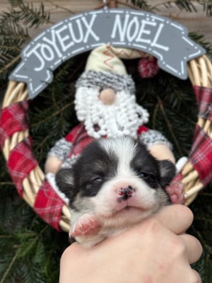 Les chiots de Welsh Corgi Pembroke