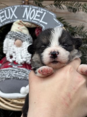 Les chiots de Welsh Corgi Pembroke