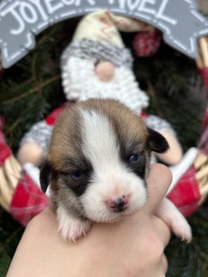 Les chiots de Welsh Corgi Pembroke