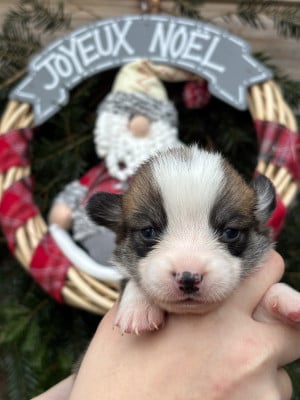 Les chiots de Welsh Corgi Pembroke
