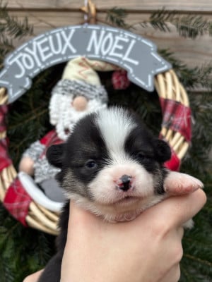 Les chiots de Welsh Corgi Pembroke