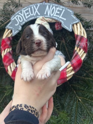 Les chiots de English Springer Spaniel
