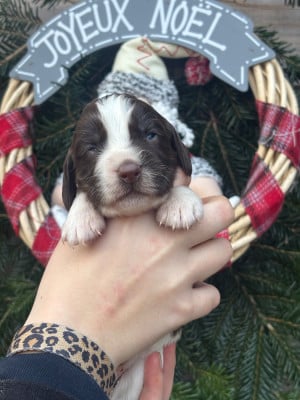 Les chiots de English Springer Spaniel