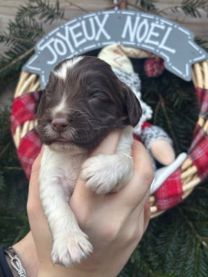 Les chiots de English Springer Spaniel