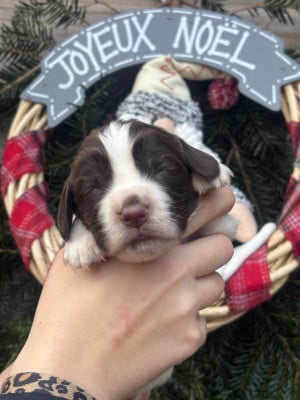Les chiots de English Springer Spaniel