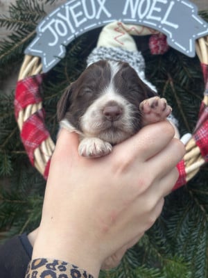 English Springer Spaniel