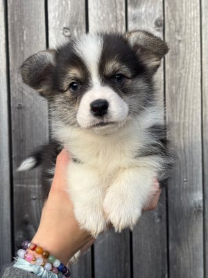 Les chiots de Welsh Corgi Pembroke