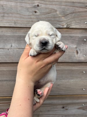 Les chiots de Golden Retriever