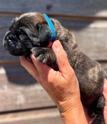 Les chiots de Mastiff