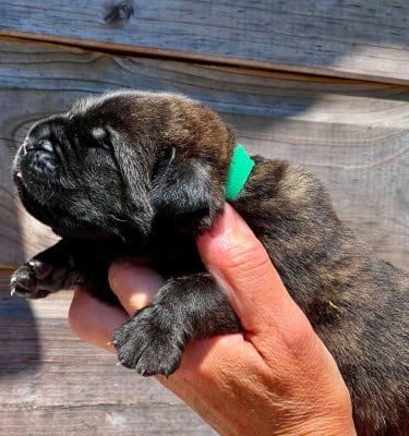 Les chiots de Mastiff