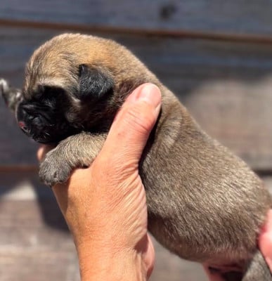 Les chiots de Mastiff